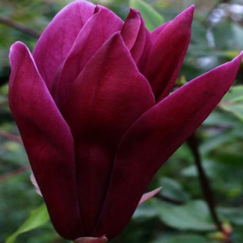 MAGNOLIA NIGRA duża roślina odporna na mróz - sadzonki 80 / 100 cm